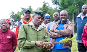 tree planting