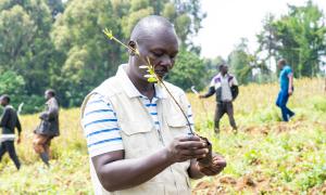 tree planting