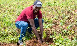 tree planting