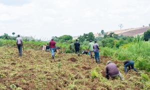 tree planting