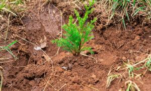 tree planting