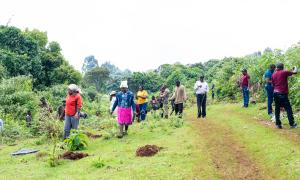 tree planting